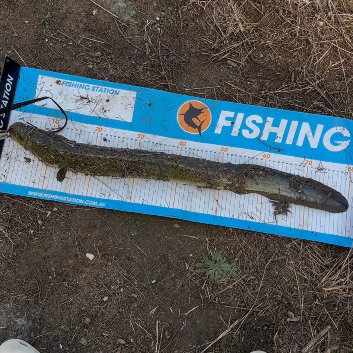 The most recent Speckled longfin eel catches on Fishbrain