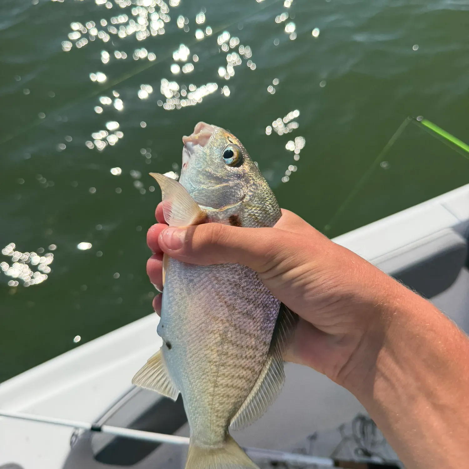Spot croaker caught on Fishbrain
