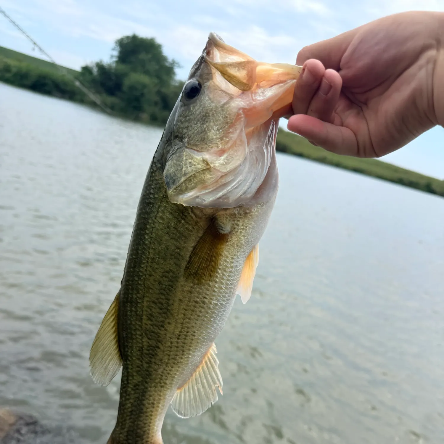 Largemouth bass caught on Fishbrain