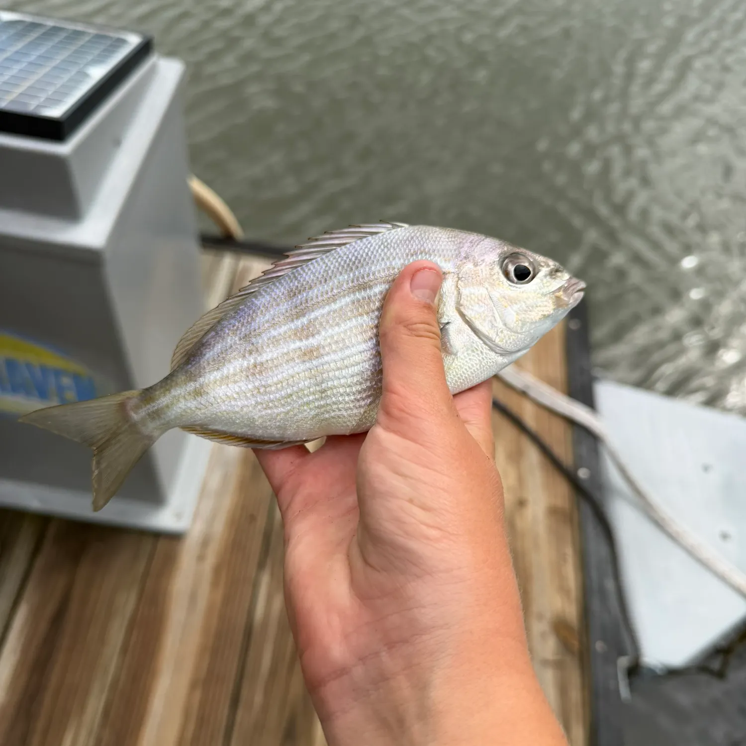 Pinfish caught on Fishbrain