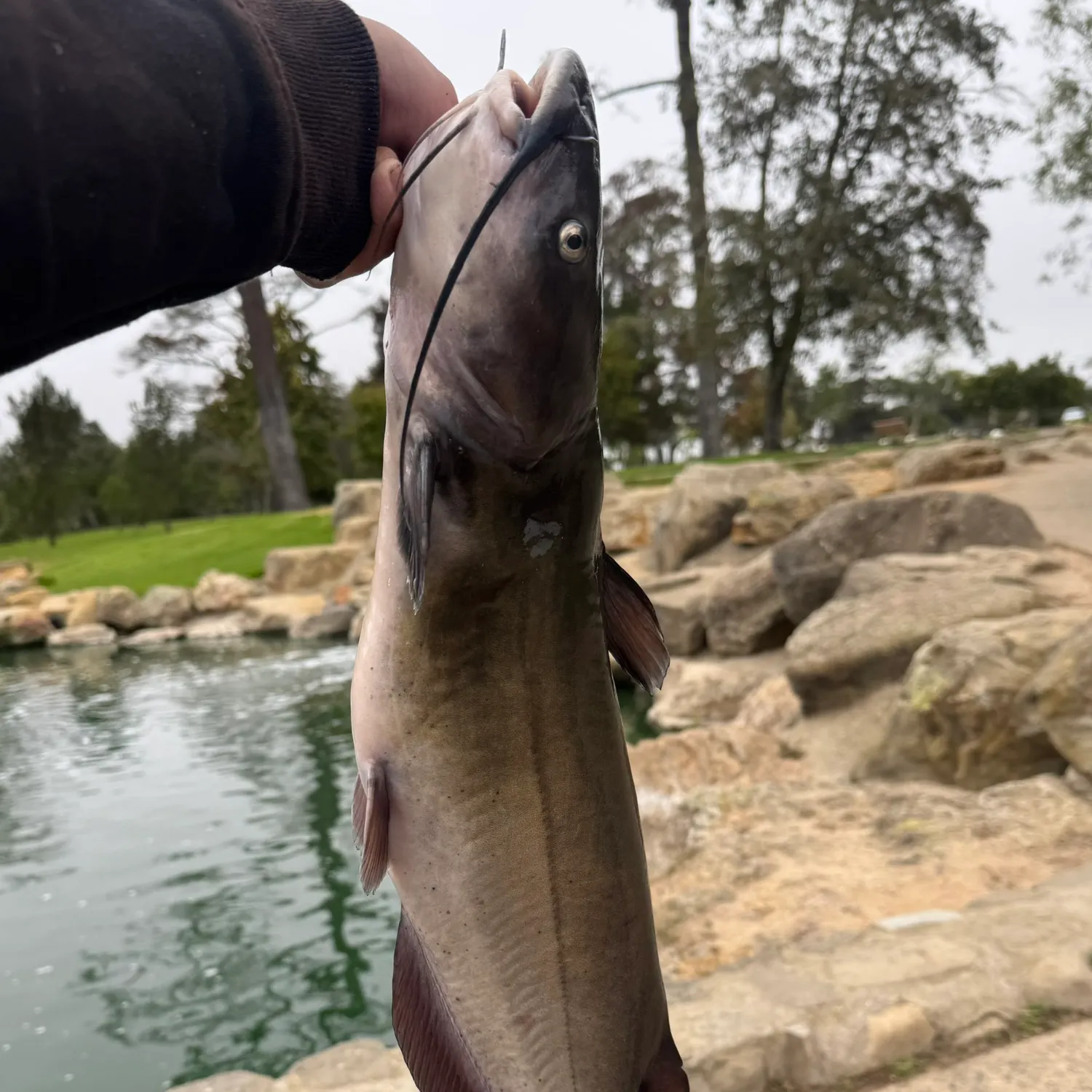 catch