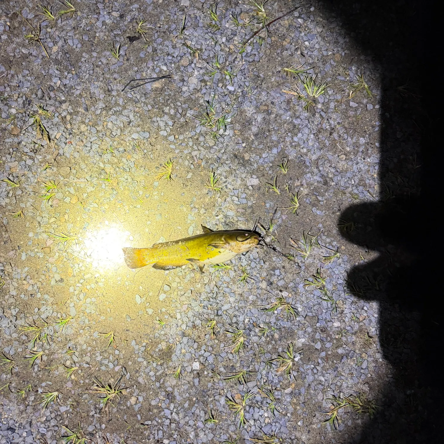 Yellow bullhead caught on Fishbrain