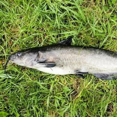 Channel catfish caught on Fishbrain