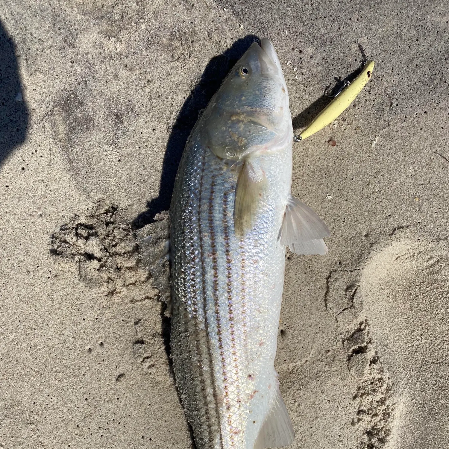 Striped bass caught on Fishbrain
