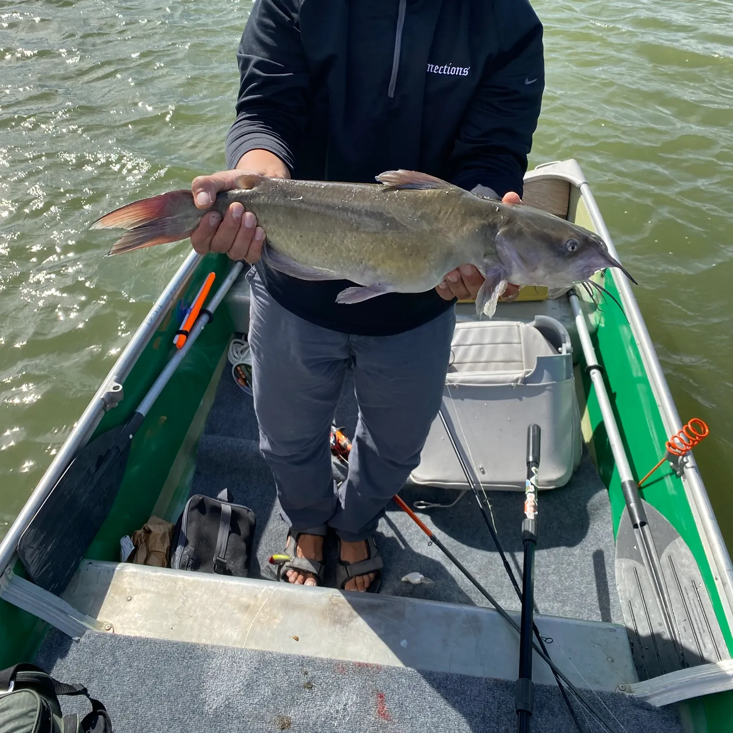 Channel catfish caught on Fishbrain
