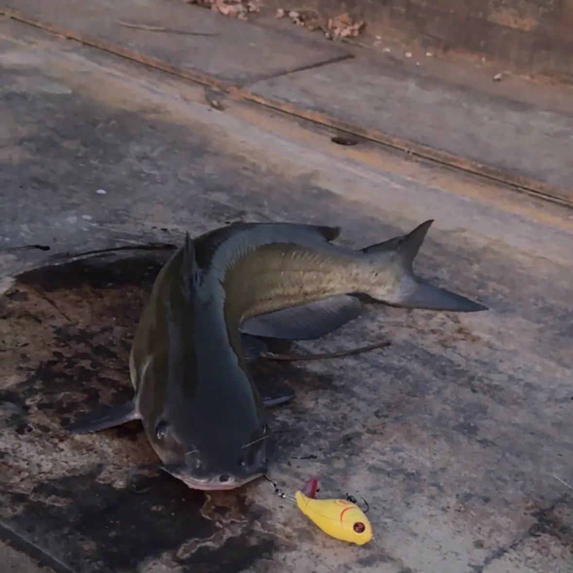 catch