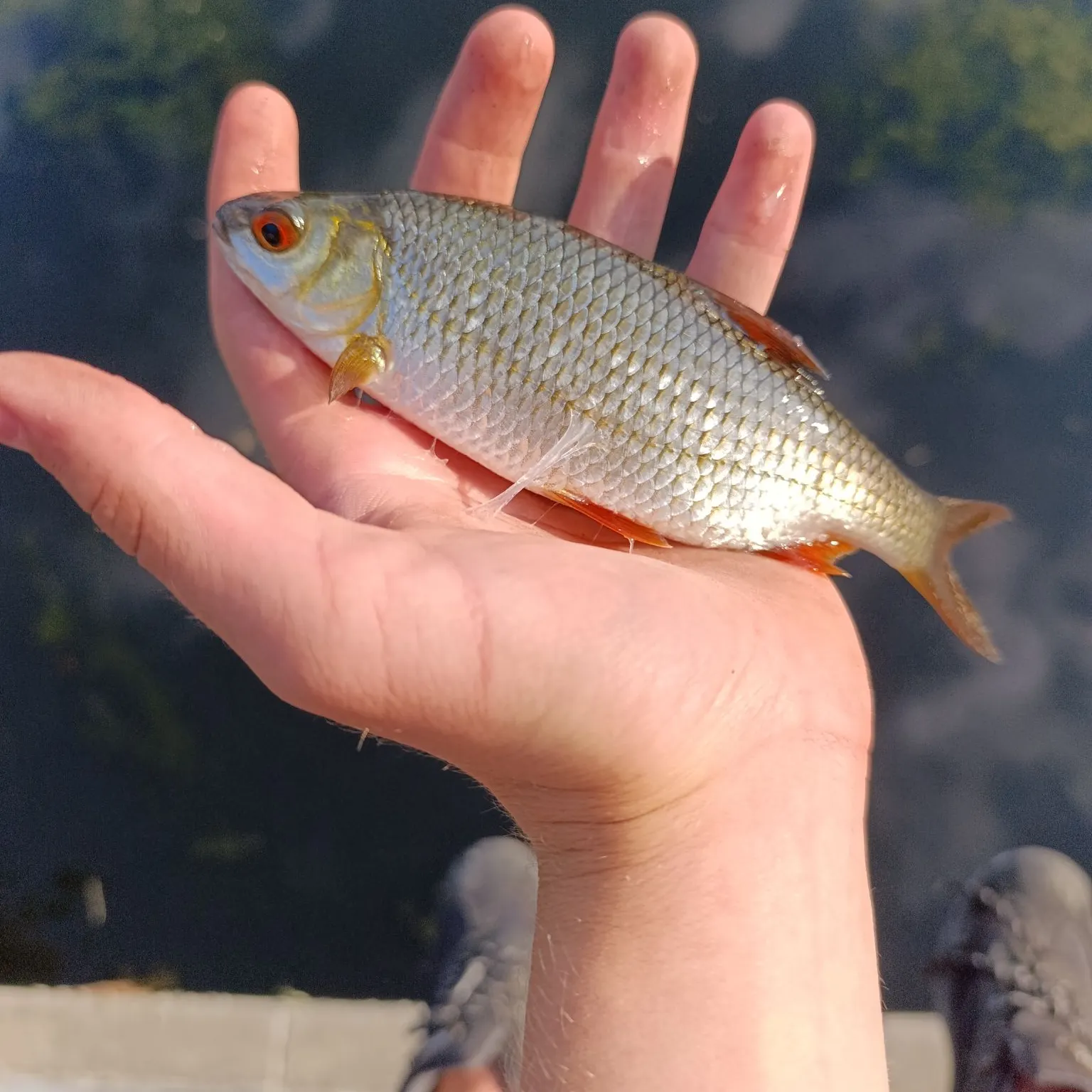 Common roach caught on Fishbrain