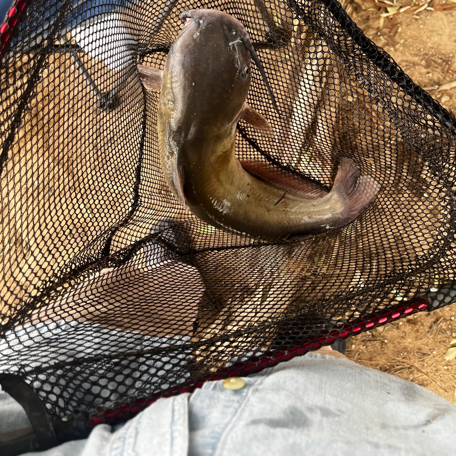 Channel catfish caught on Fishbrain