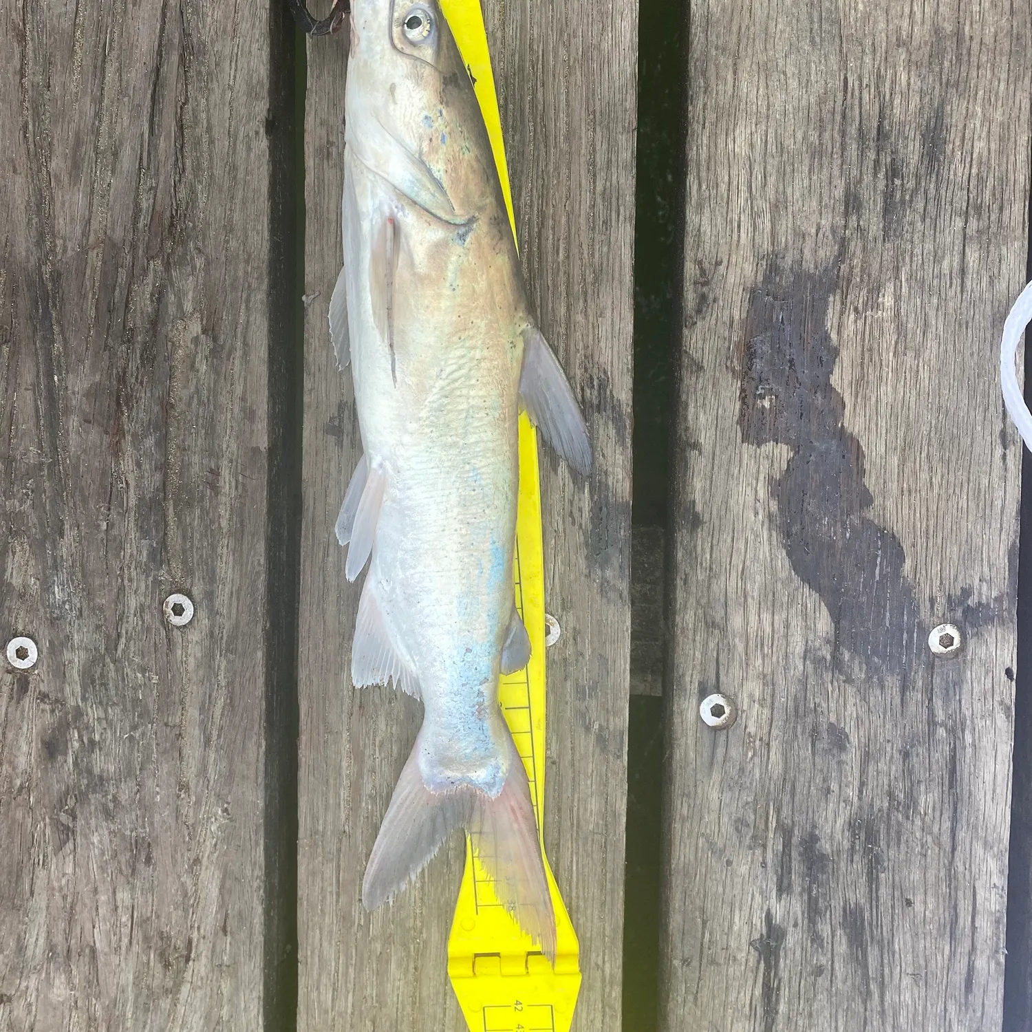 The most recent Blue salmon catfish catches on Fishbrain