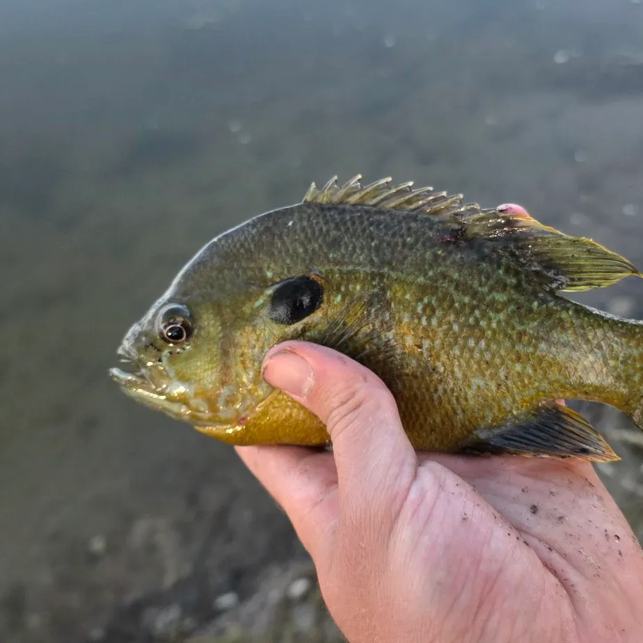 Greengill hybrid caught on Fishbrain