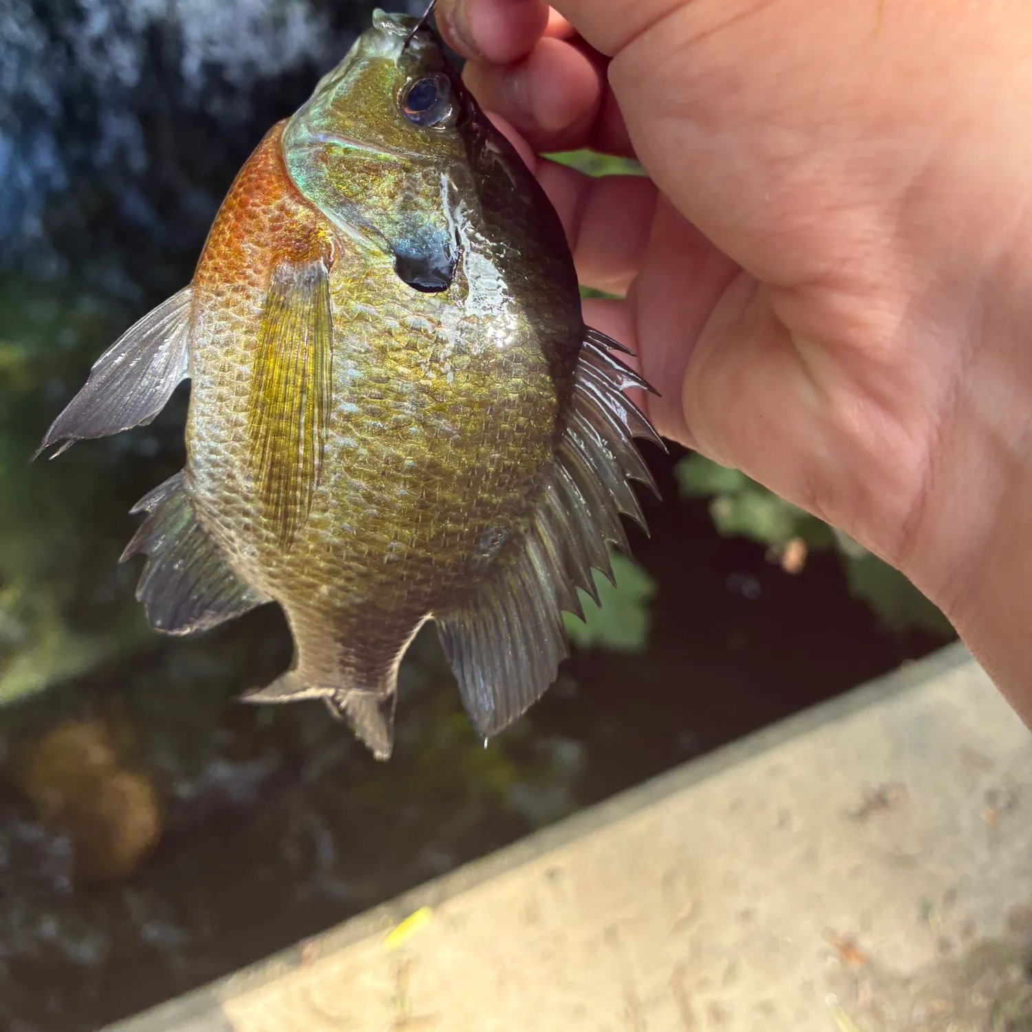 Bluegill caught on Fishbrain