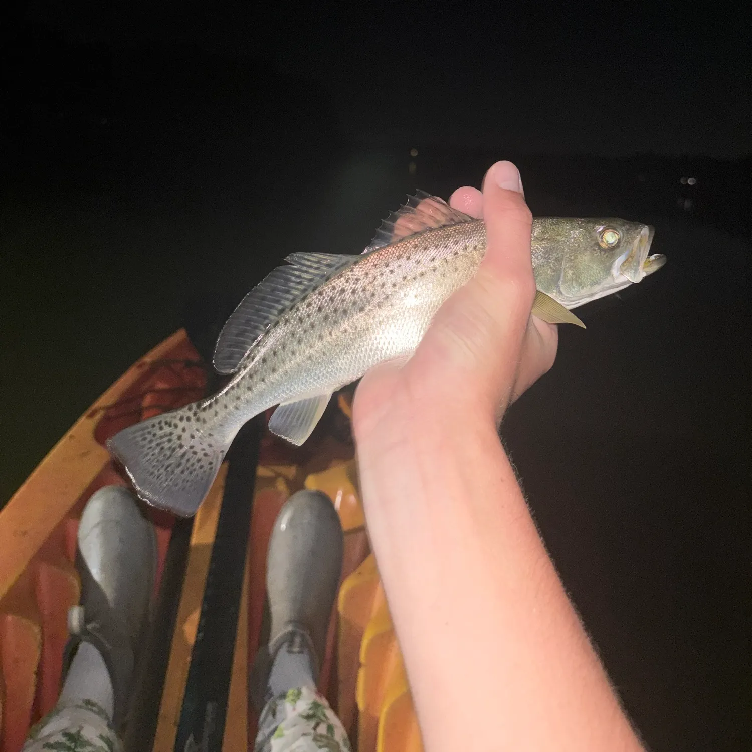 Spotted seatrout caught on Fishbrain