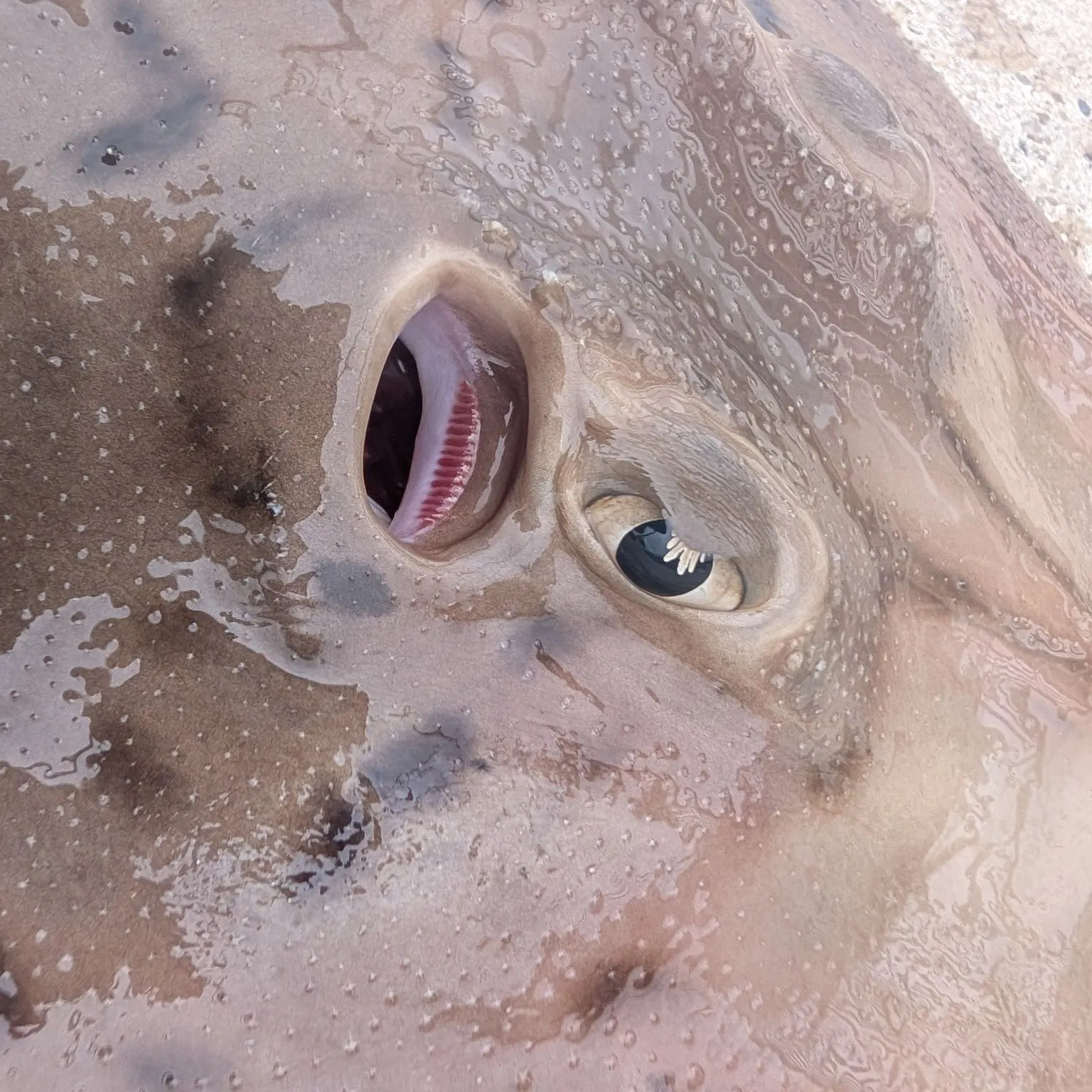 Clearnose skate caught on Fishbrain