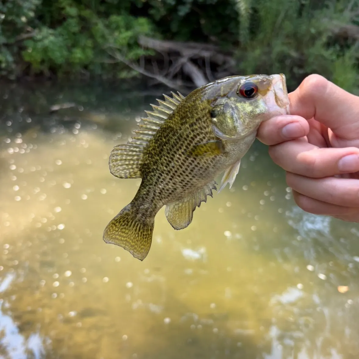 The most recent Rock bass catches on Fishbrain