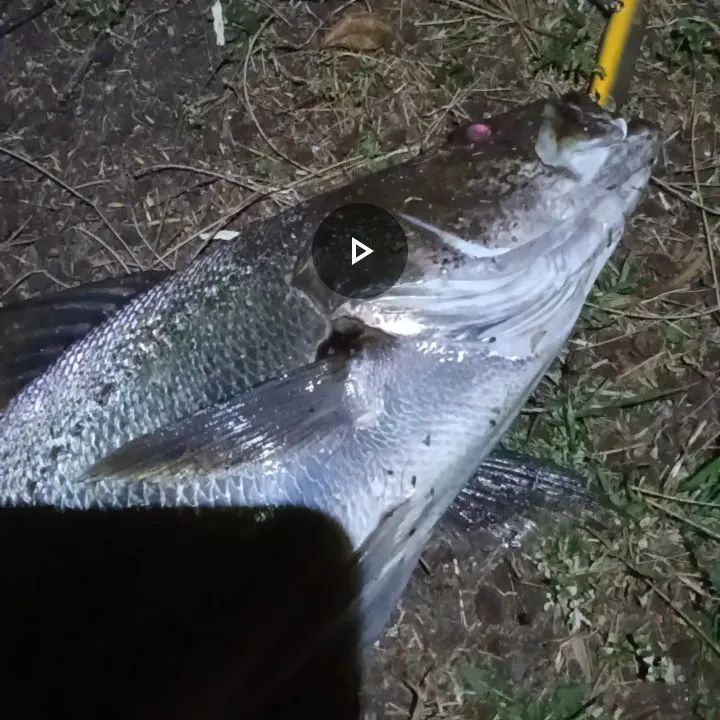 The most recent Japanese meagre catches on Fishbrain