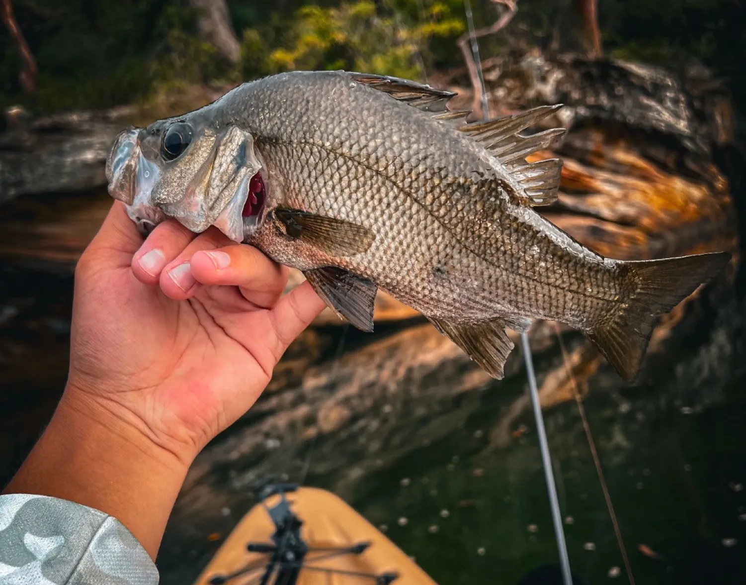 Estuary perch