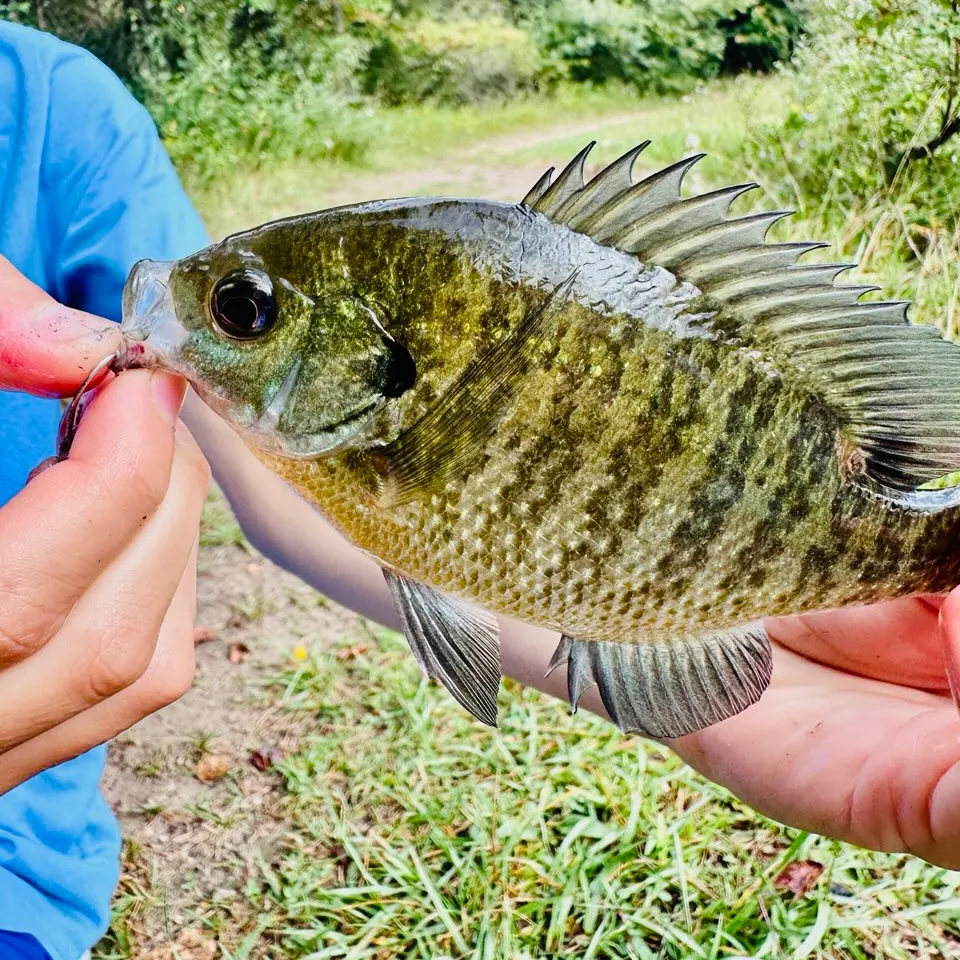 Bluegill caught on Fishbrain
