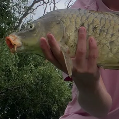 Mirror carp caught on Fishbrain