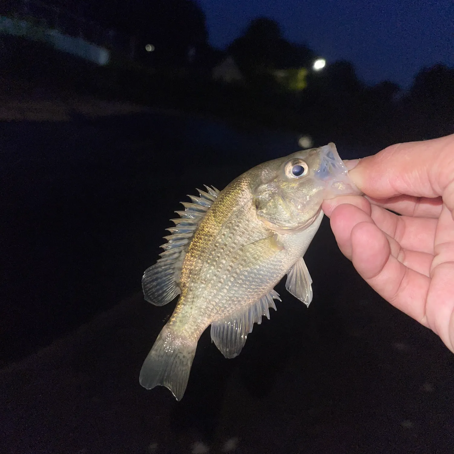 Rock bass caught on Fishbrain