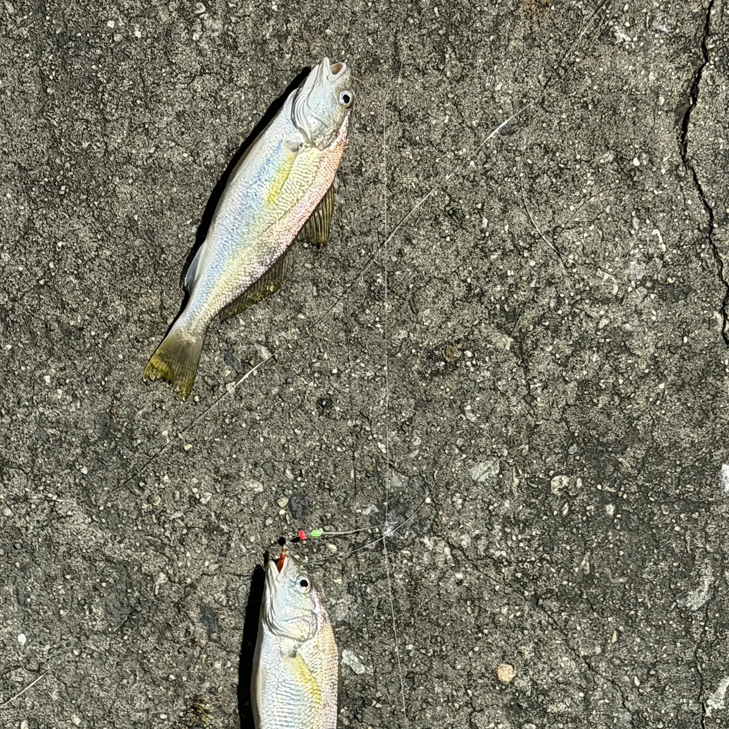 The most recent White croaker catches on Fishbrain