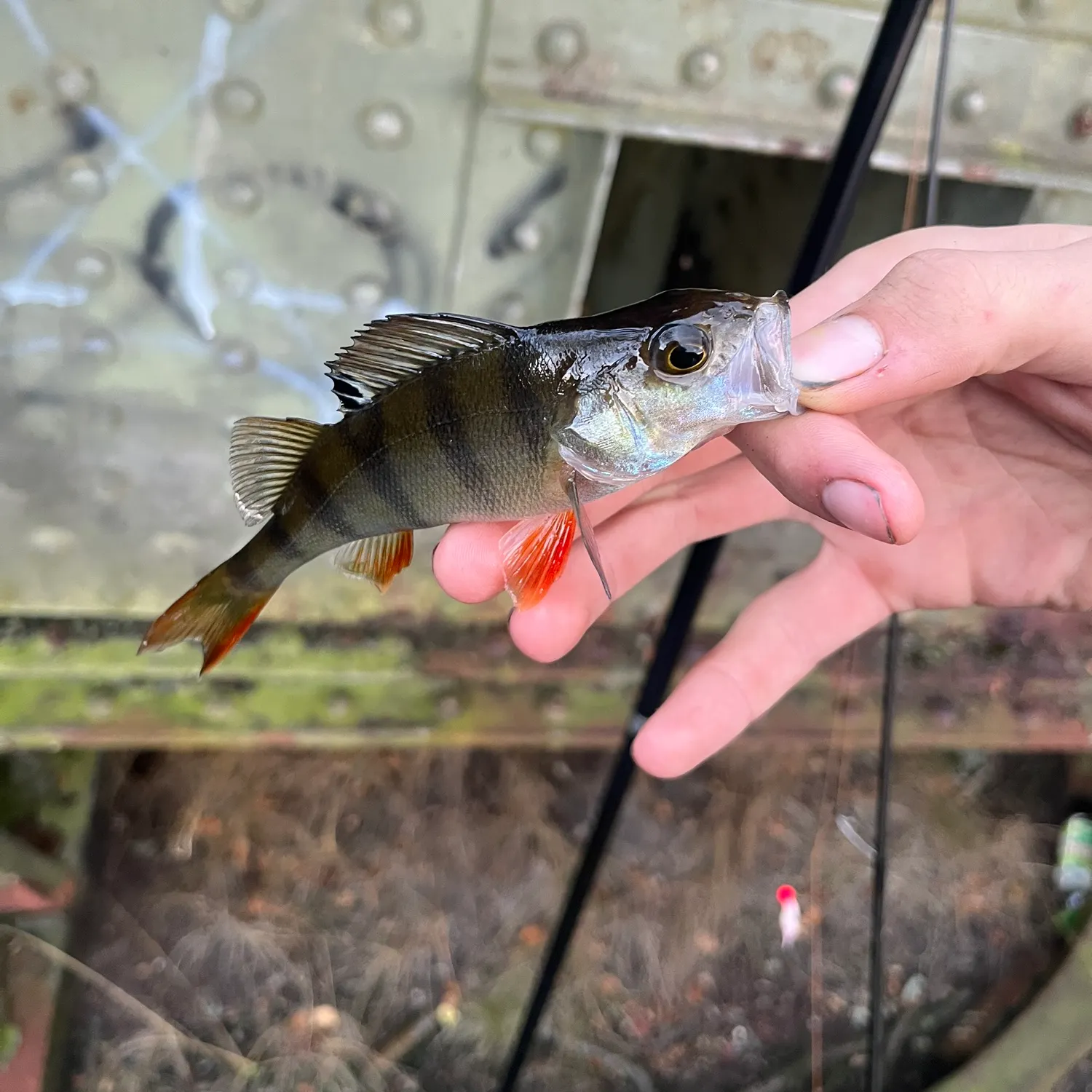European perch caught on Fishbrain