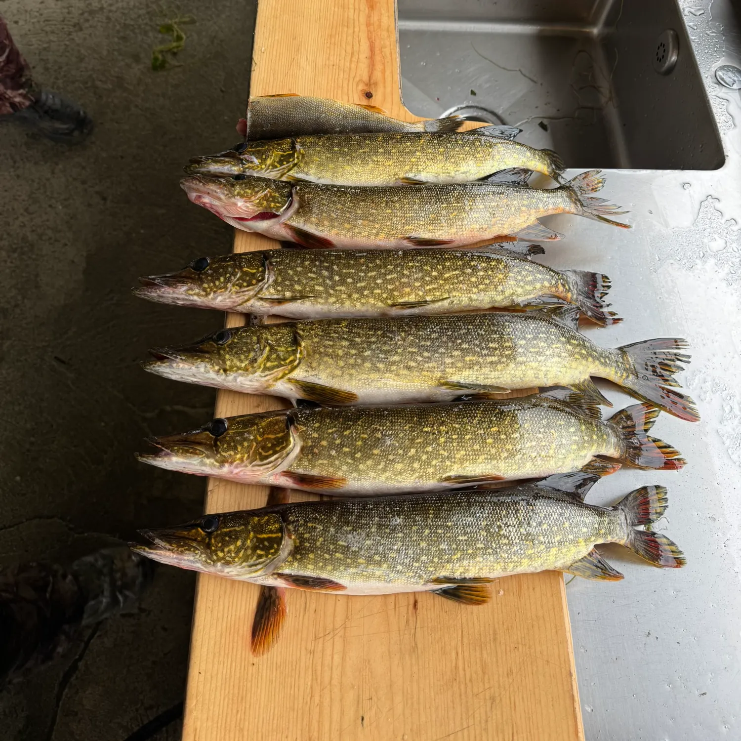 recently logged catches