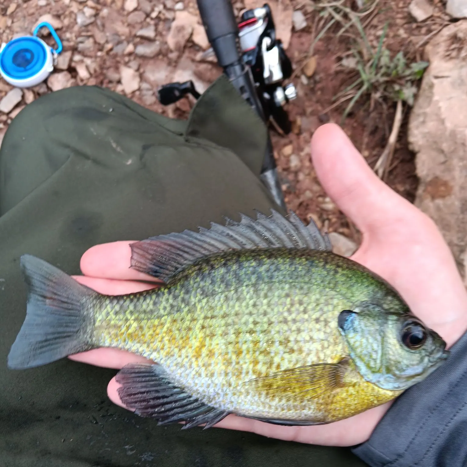 Bluegill caught on Fishbrain