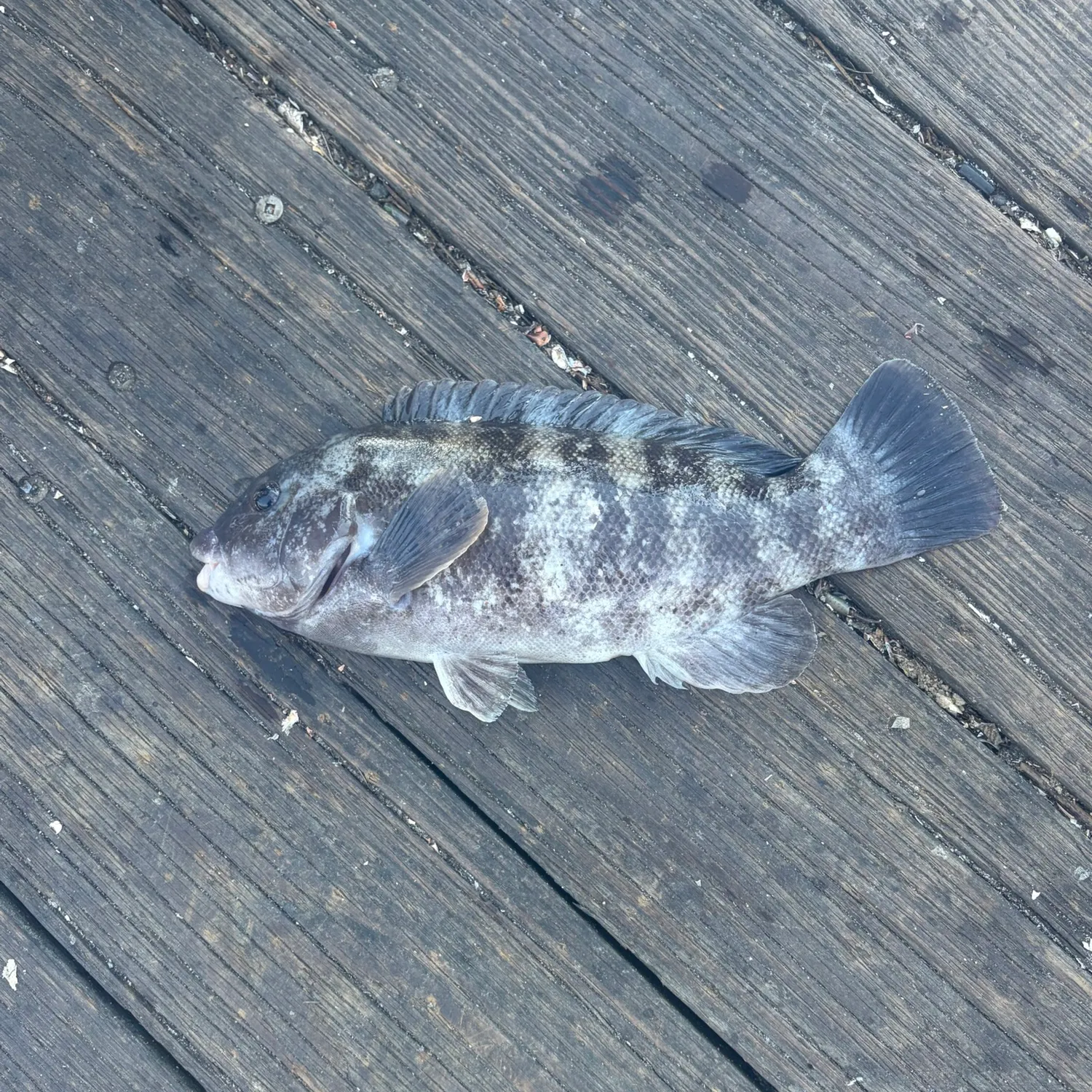 Tautog caught on Fishbrain