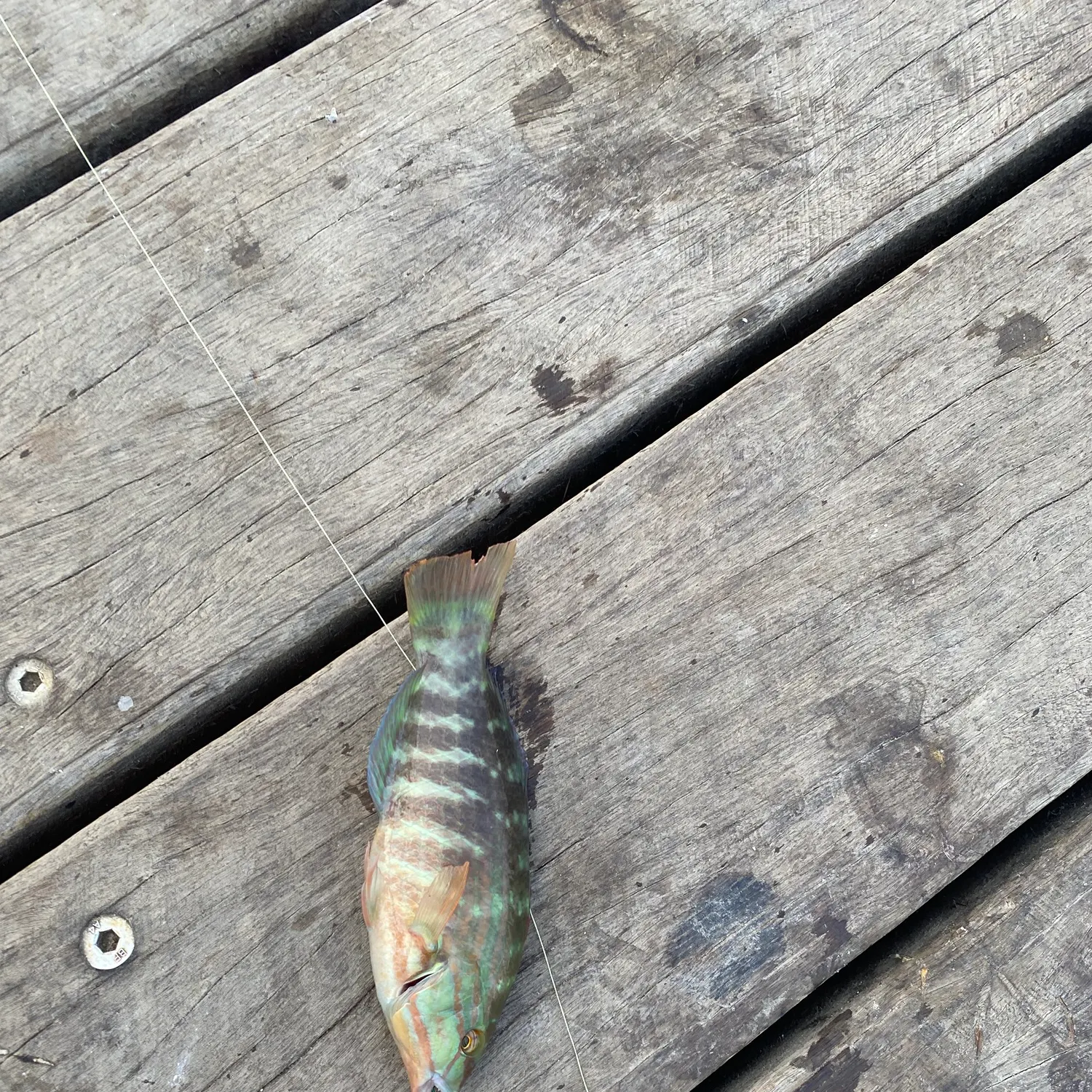 The most recent Gunther's wrasse catches on Fishbrain