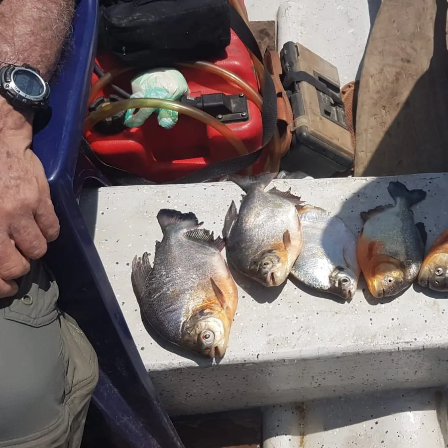 Red-bellied piranha caught on Fishbrain