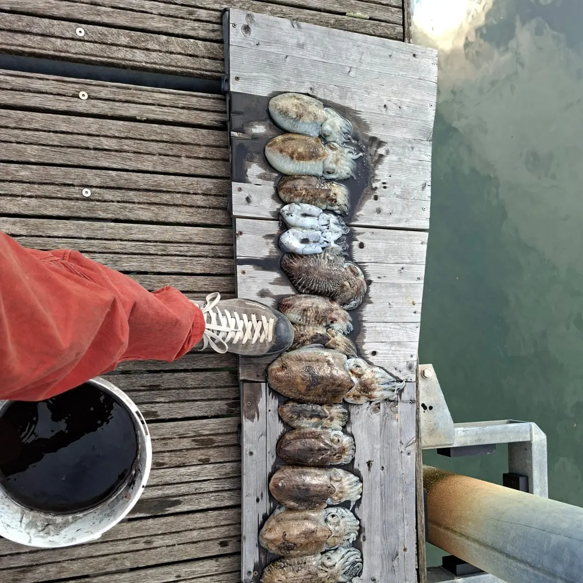 The most recent Common cuttlefish catches on Fishbrain