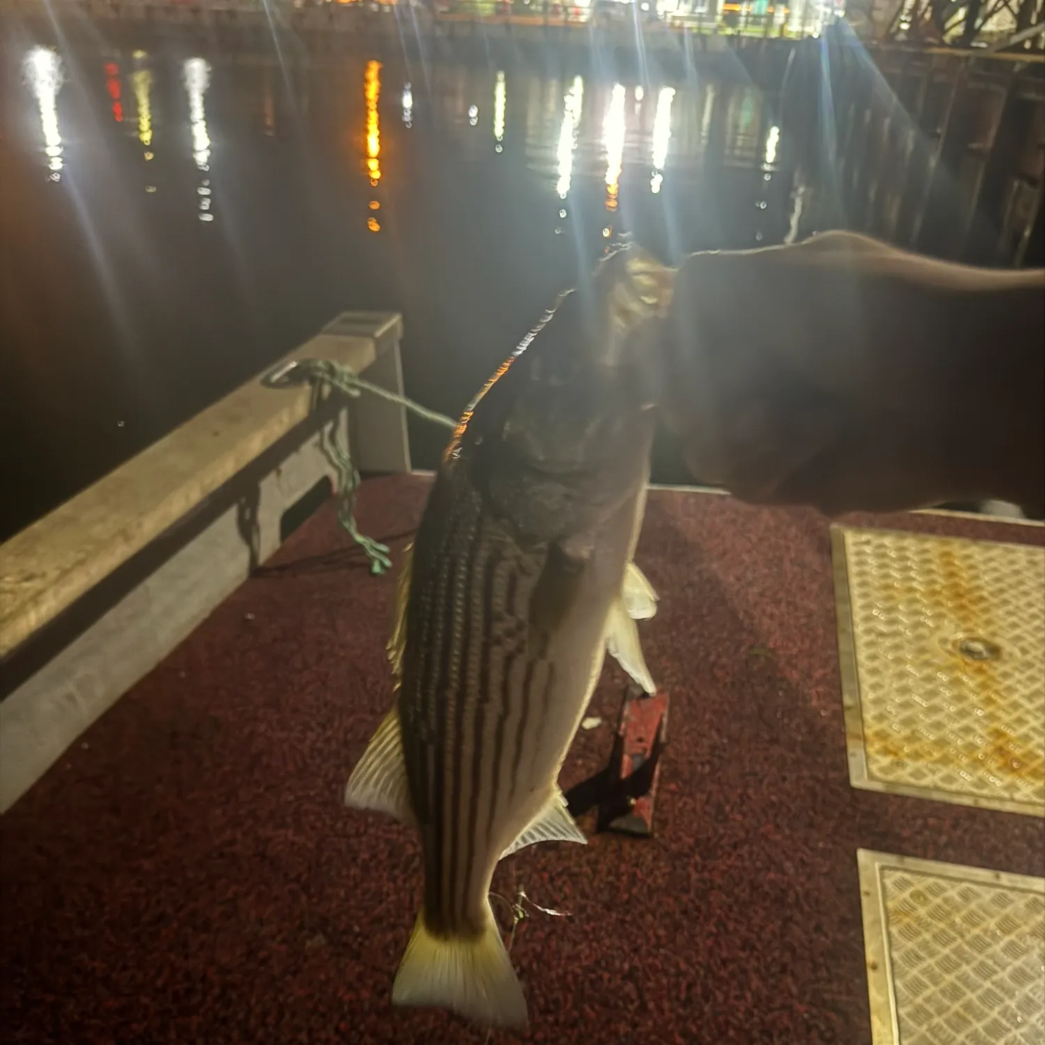Striped bass caught on Fishbrain