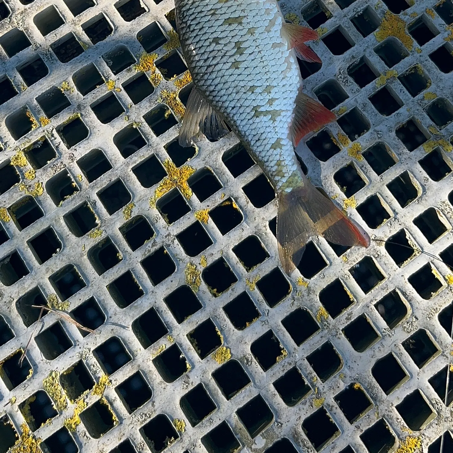 Common rudd caught on Fishbrain