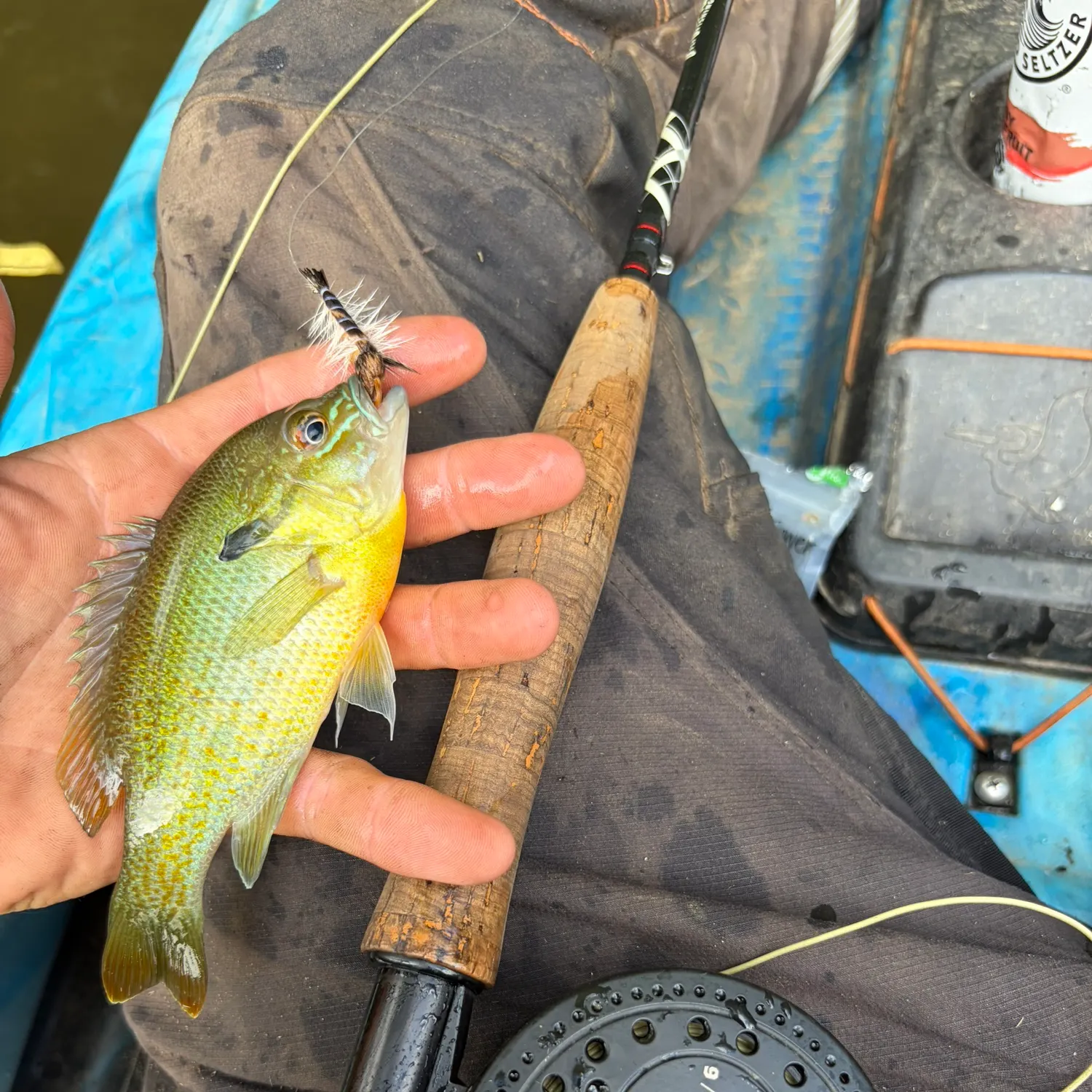 Redbreast sunfish caught on Fishbrain
