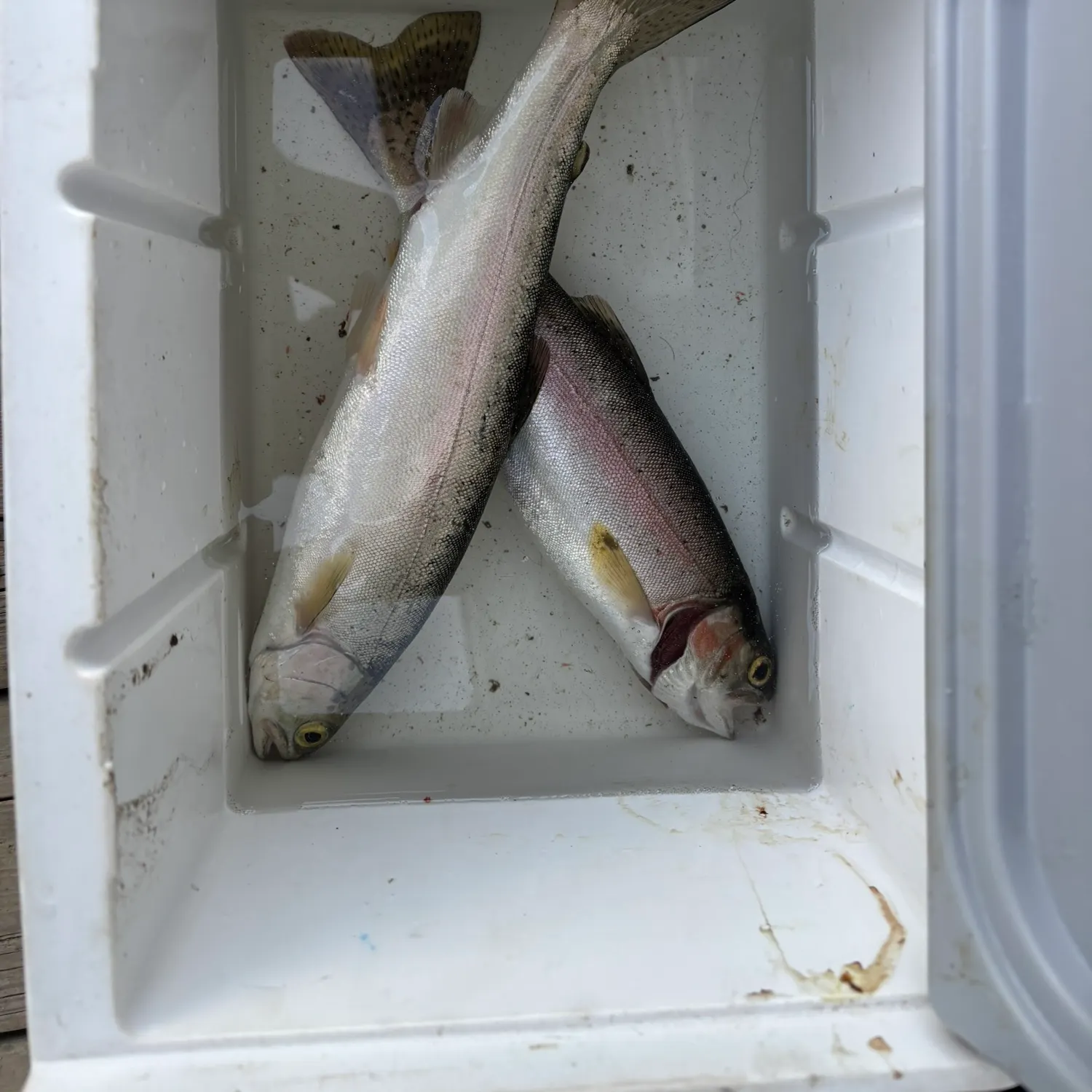 Rainbow trout caught on Fishbrain