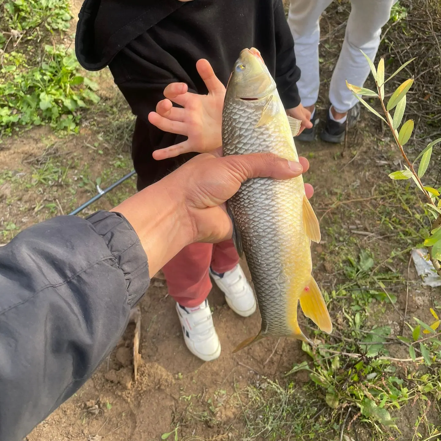 Andalusian barbel caught on Fishbrain