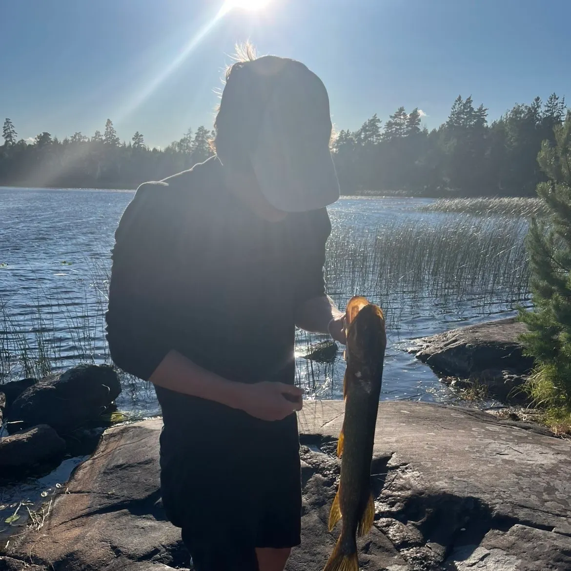 Northern pike caught on Fishbrain
