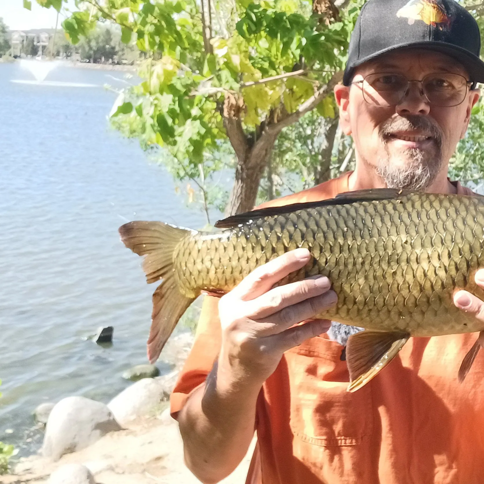 Common carp caught on Fishbrain