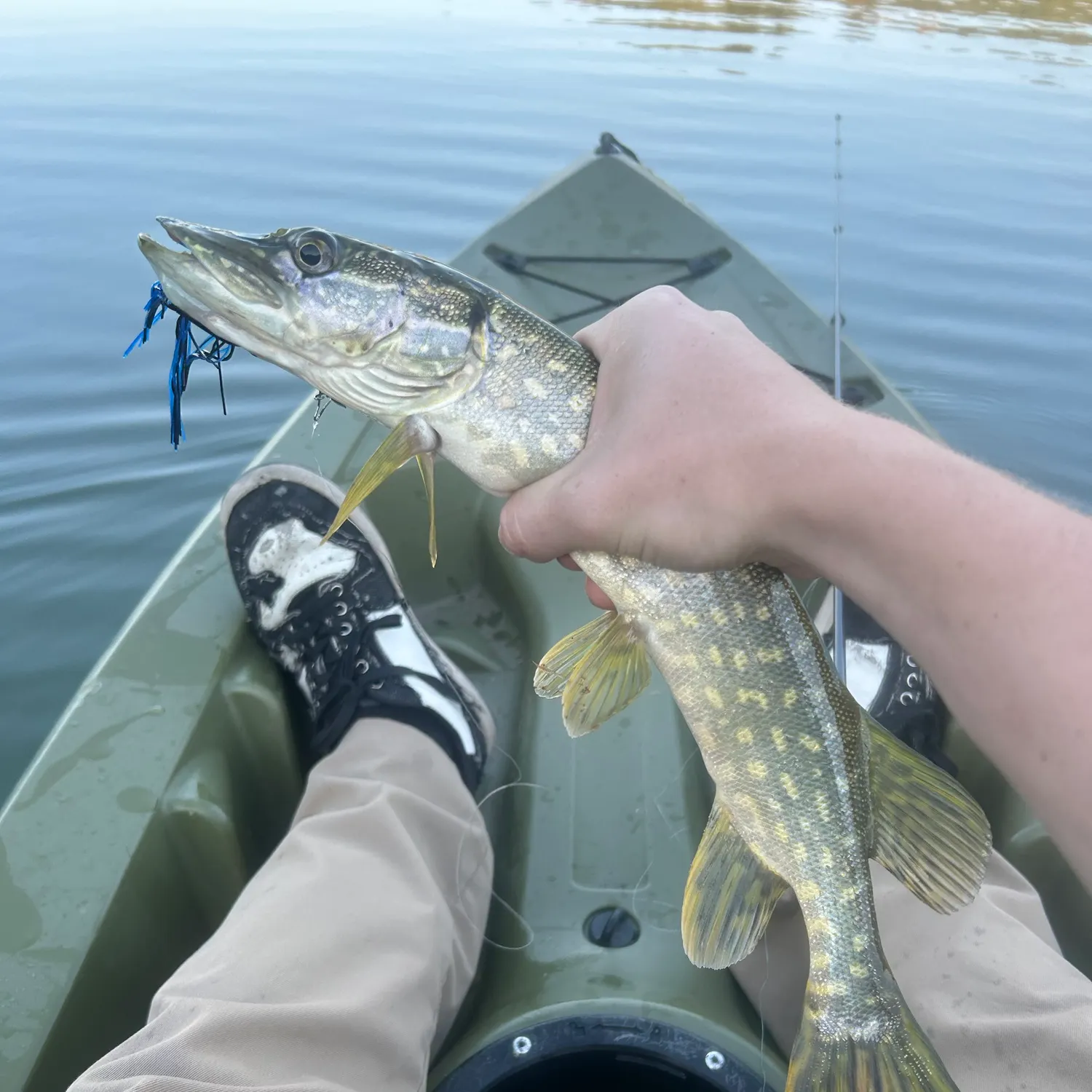 Northern pike caught on Fishbrain