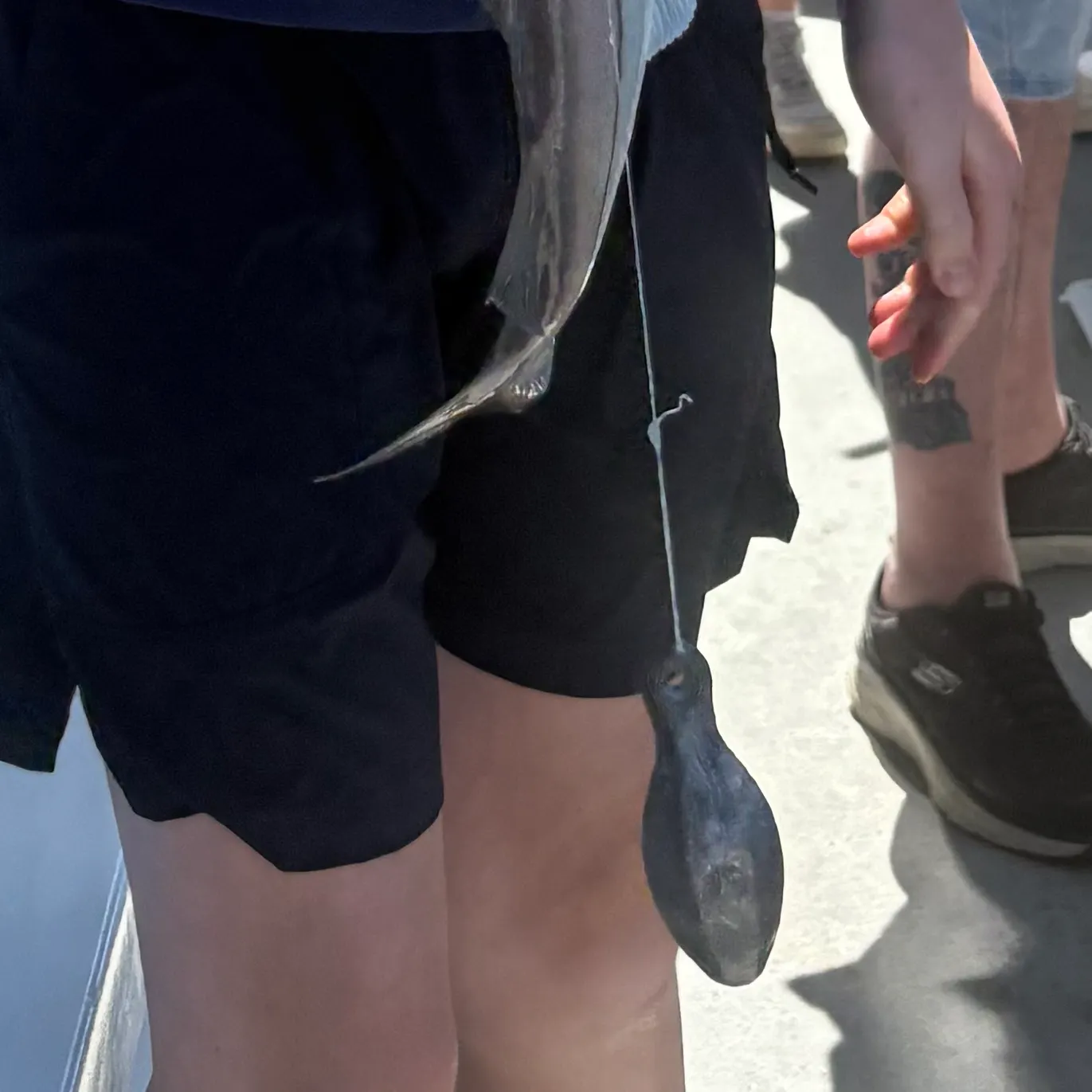 The most recent Haddock catches on Fishbrain