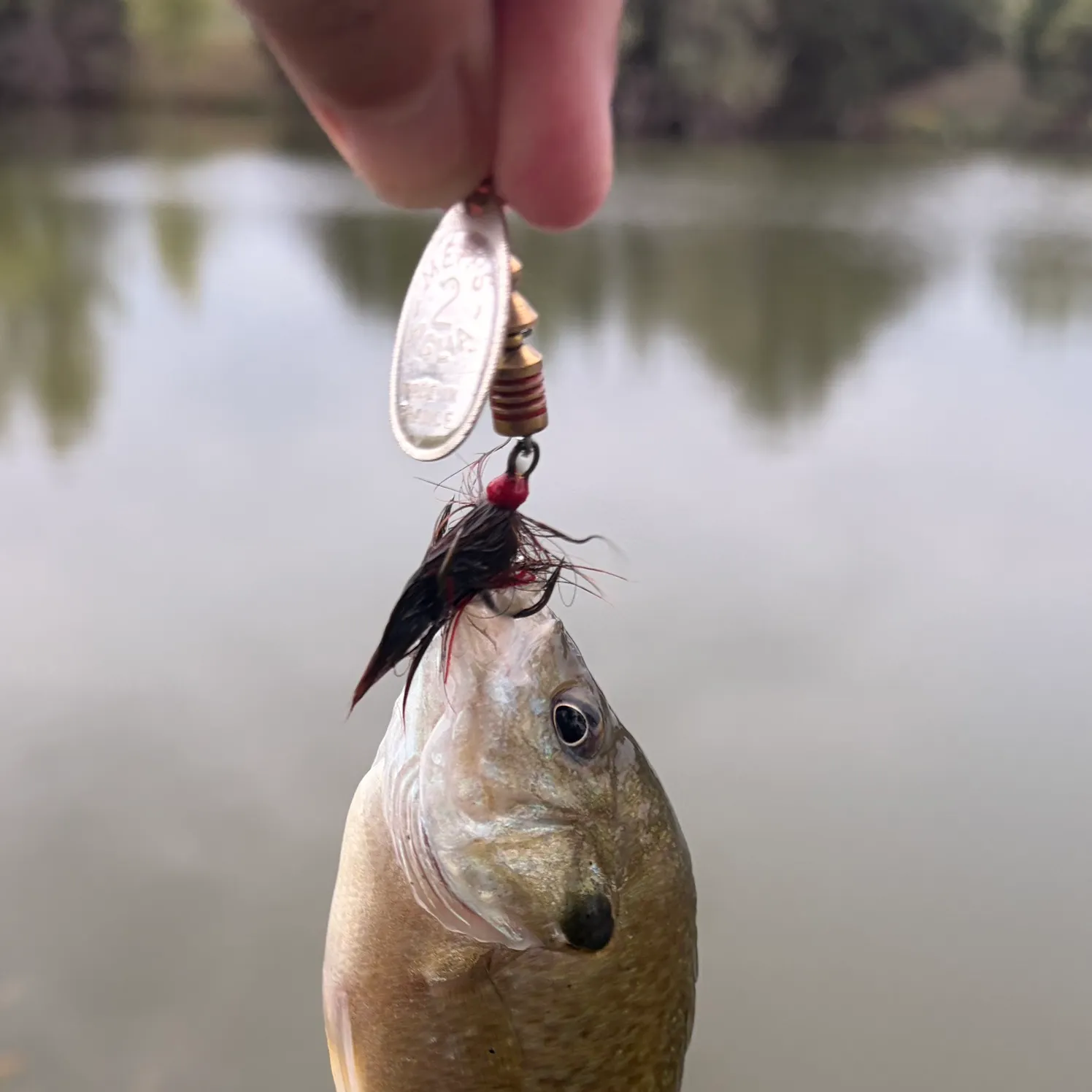 Greengill hybrid caught on Fishbrain
