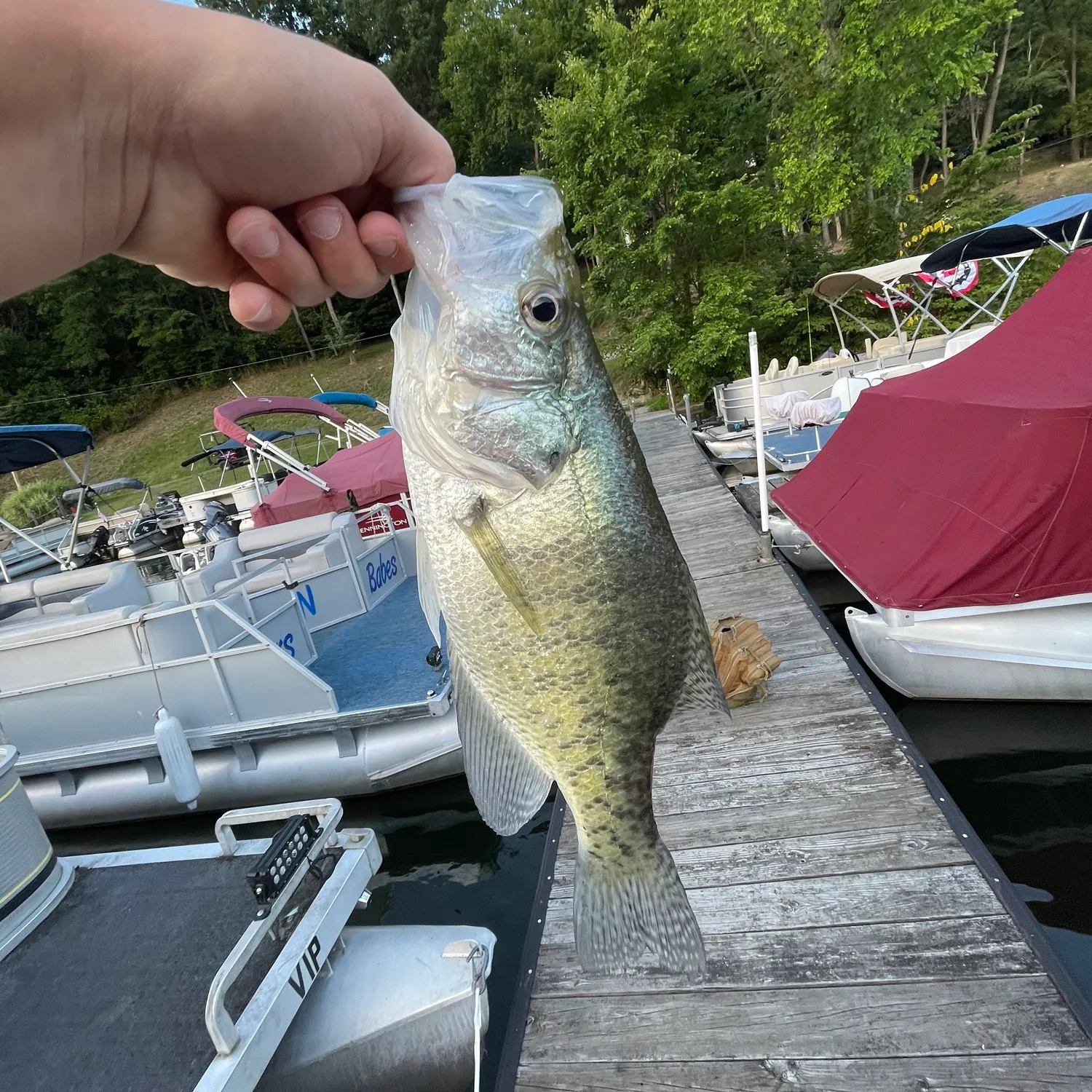 recently logged catches