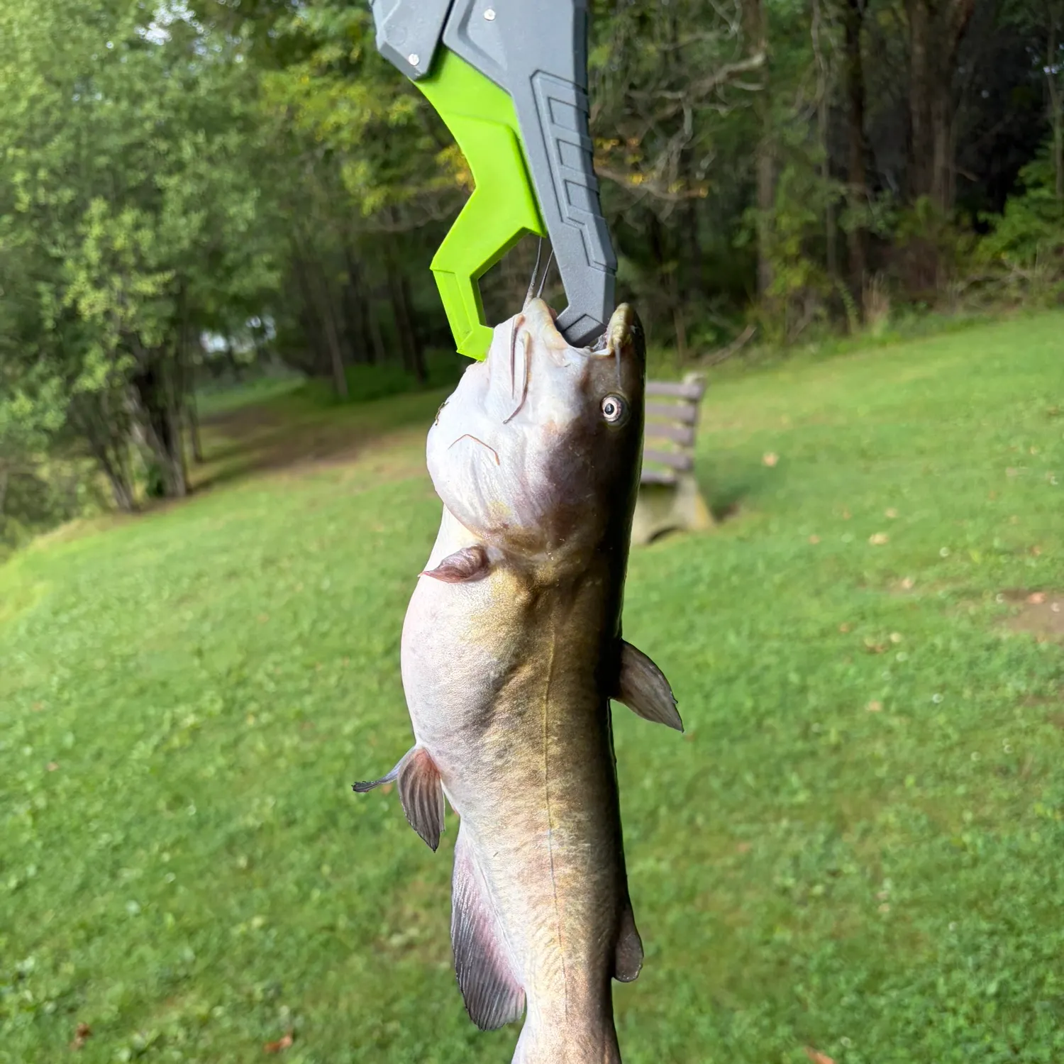 Channel catfish caught on Fishbrain