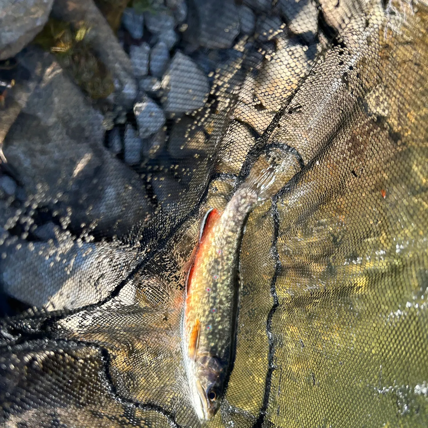 Brook trout caught on Fishbrain