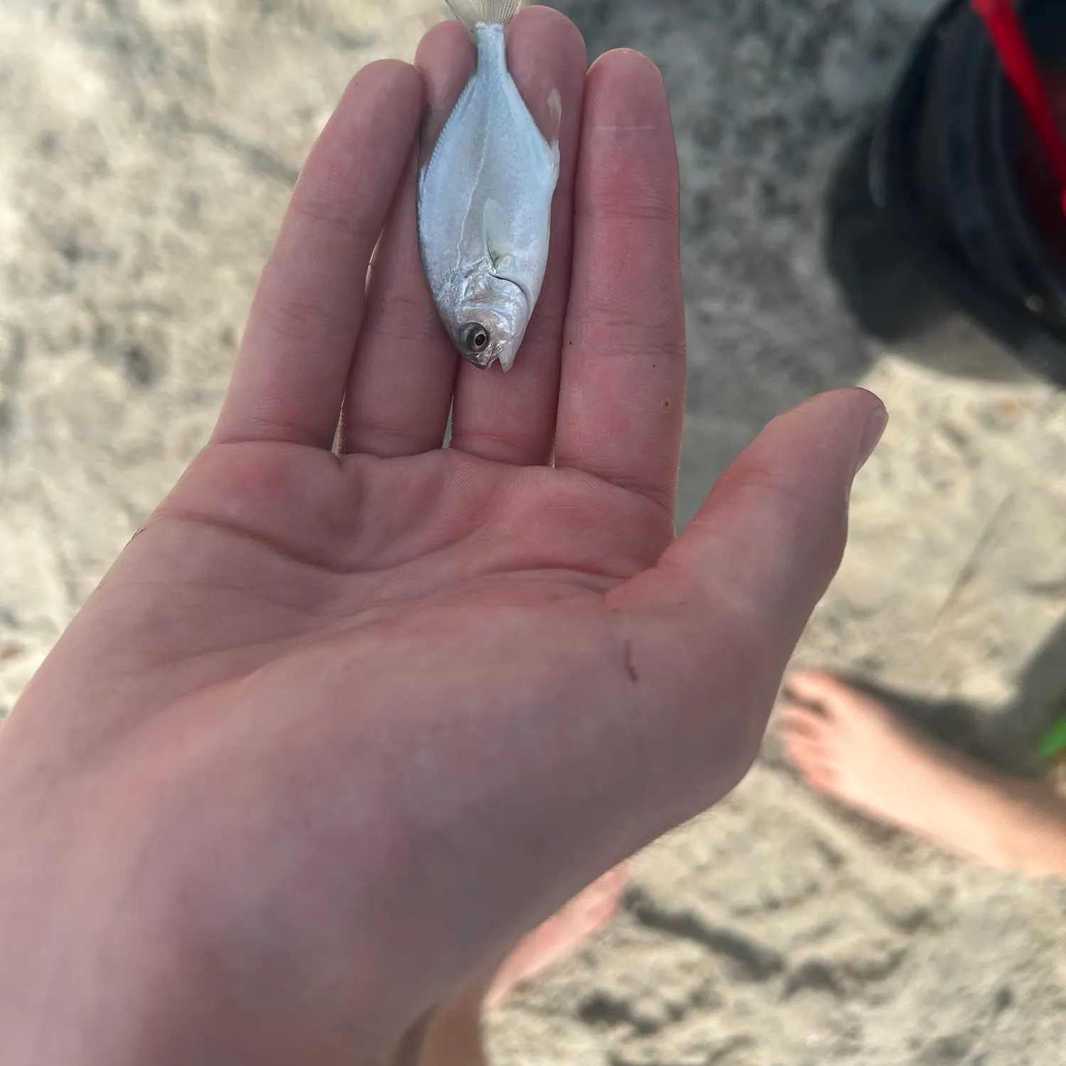 The most recent Southern pompano catches on Fishbrain