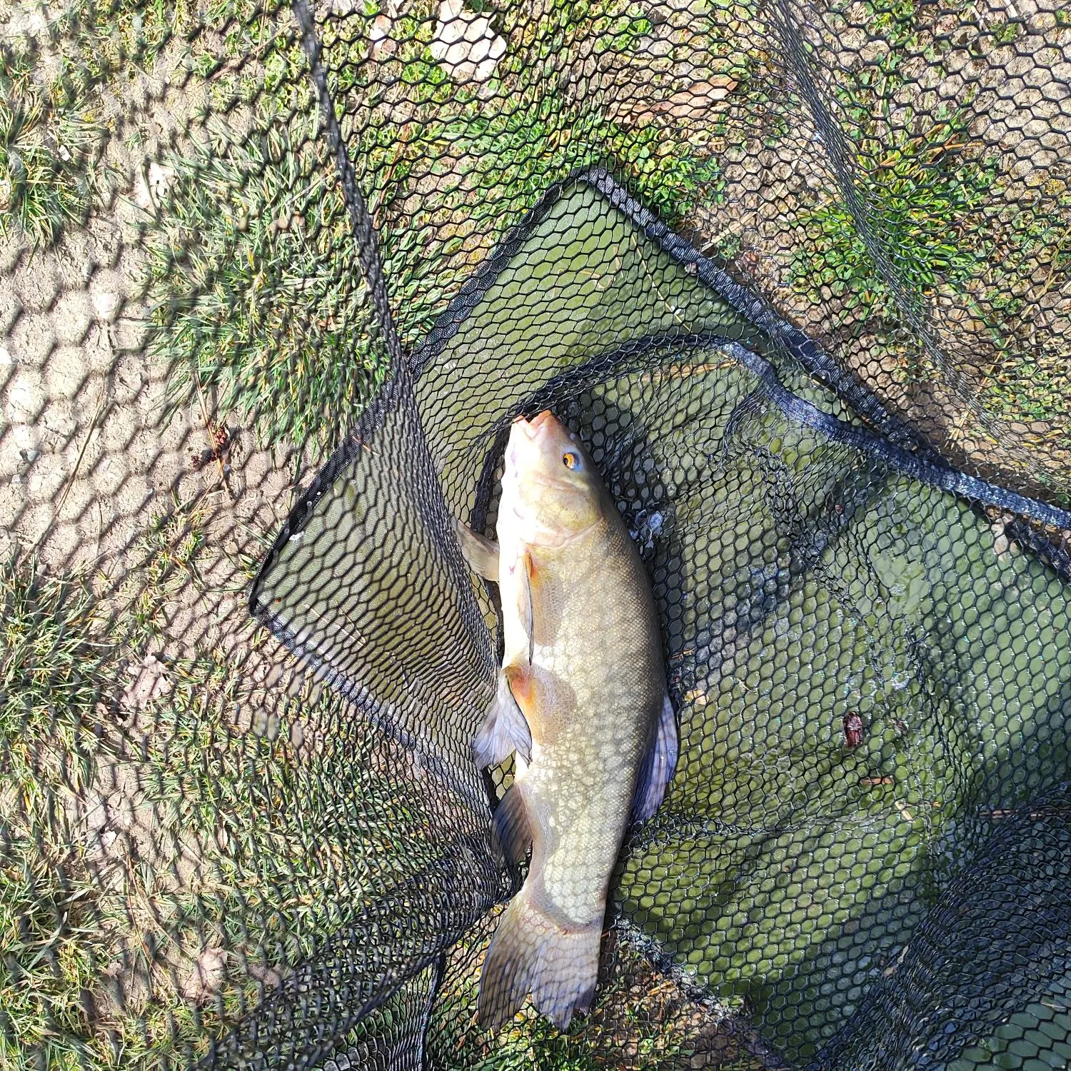 The most recent Tench catches on Fishbrain