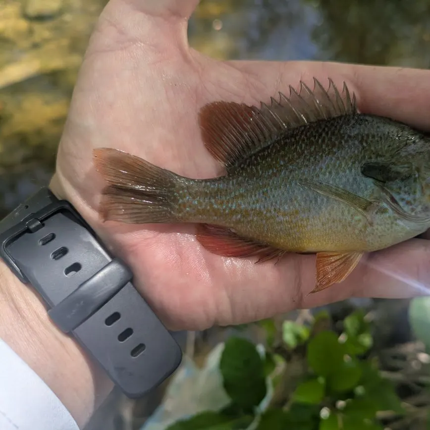 The most recent Longear sunfish catches on Fishbrain