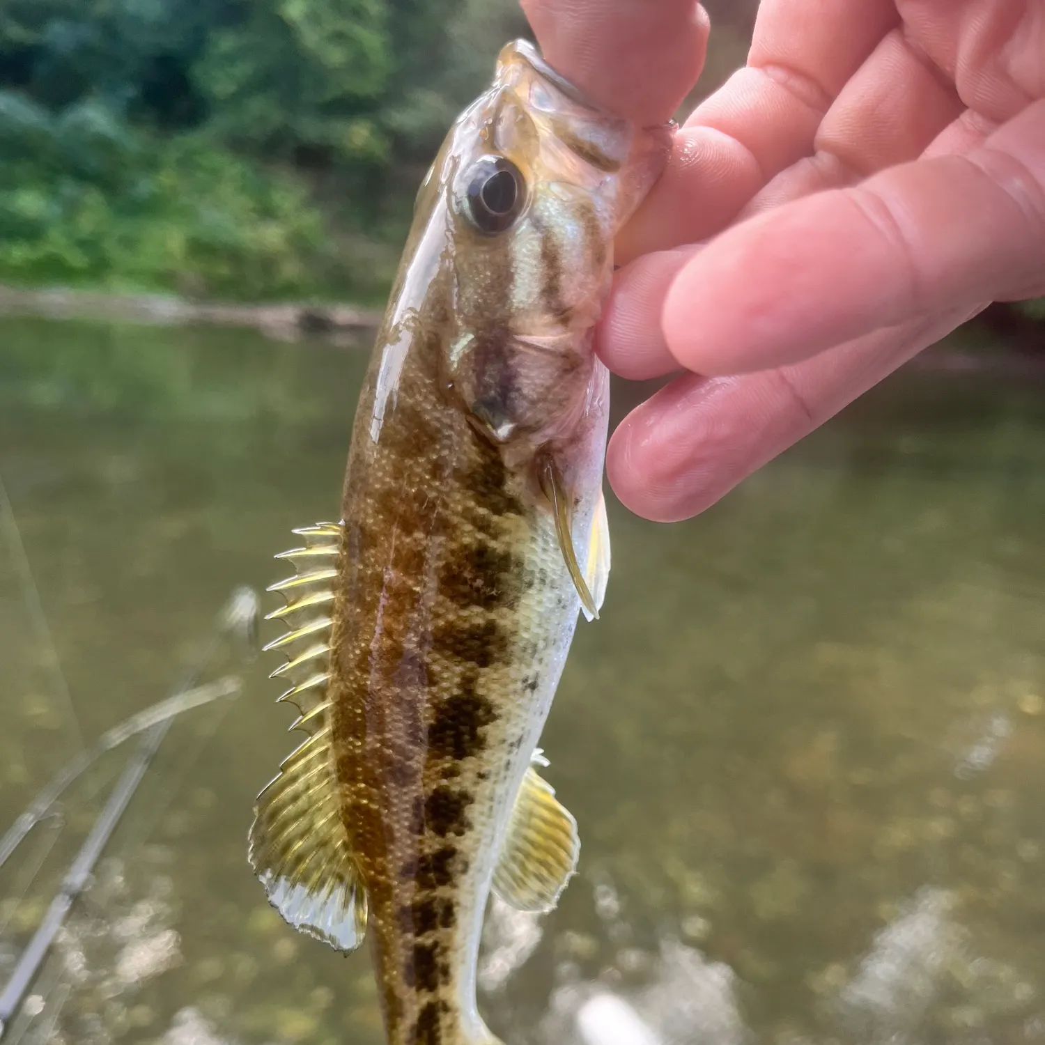 Bartram's bass caught on Fishbrain