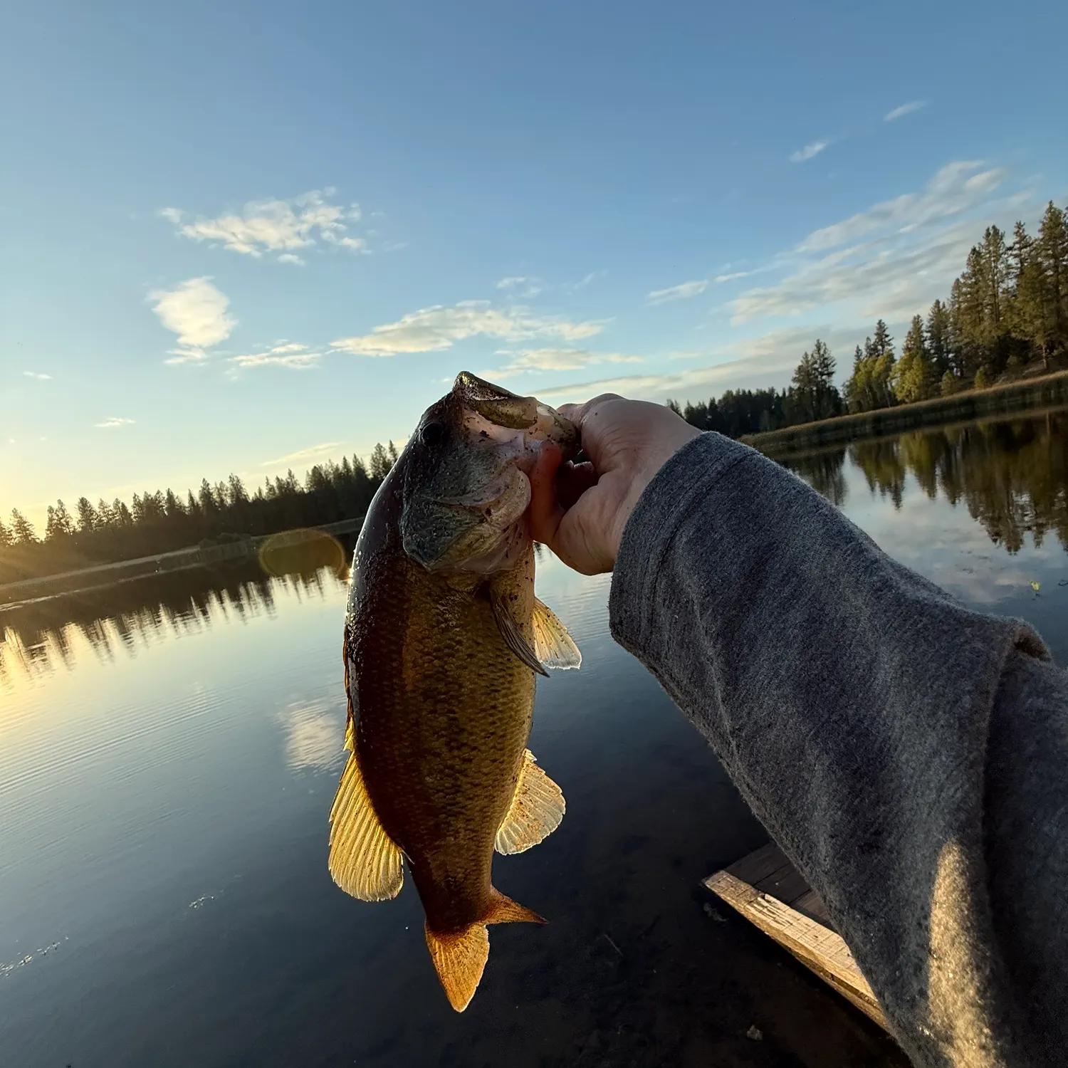 Largemouth bass caught on Fishbrain