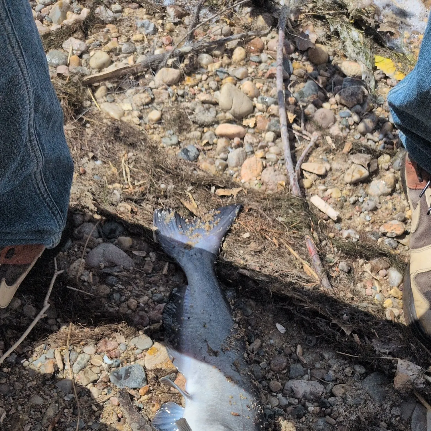 Channel catfish caught on Fishbrain